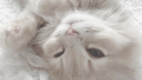 /whitekittens server banner