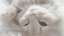 /whitekittens server banner