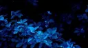 ﹒﹒ 𝑭̲̅𝒂̲̅𝒌̲̅𝒆̲̅𝑰̲̅𝑫̲̅ ۫ ׅ ⟡ server banner