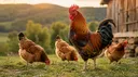 Chicken Farm banner