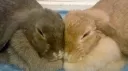 bunny bunny land server banner