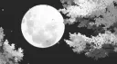 /runtzpack server banner
