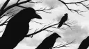 𓆩𝙍𝘼𝙑𝙀𝙉𓆪 server banner