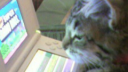 The Racoon Gang ❦ Banner