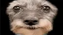 The Green Dwelling server banner