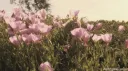 ୨ৎ 𝘣𝘦𝘺𝘰𝘯𝘥 𝘵𝘩𝘦 𝘴𝘵𝘰𝘳𝘮 server banner