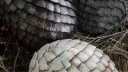 ✚ 。 a server of ice and fire Discord server banner