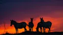Hairy Horse Herd banner