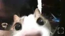 r/Gatti banner
