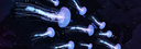 User Banner