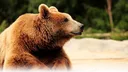 Bear Buddies banner