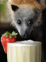 The Fruit Bats banner