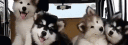 banner