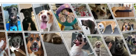RarePuppers banner