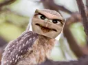 ЭИВЫ banner