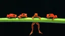 FrogSquad banner