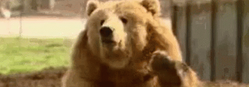 Bearlytrying's Discord Banner image