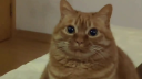 Zargoryan Galaksisi Discord server banner
