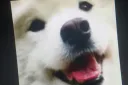 Woolen's Discord banner
