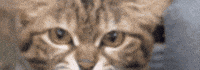 Kazuma Banner