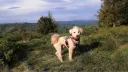 /r/Dogs banner