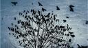 Tha Flock. Banner
