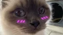 Discord de puants banner