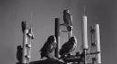 OVO Sound banner