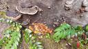 Fungus Amongus Banner