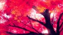 RedFox Community Banner