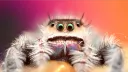 Tarantula Addicts banner