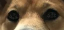 ★ r o x i  ★ banner