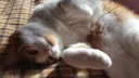 L'Antre des Kats banner