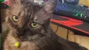 Itty Bitty Kitty Committee banner