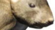 Duckscord 🍌 banner