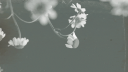 Ariana Grande Banner