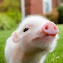 Pigs banner