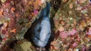 Scuba banner