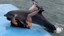 Dolphin Erotic Role Play Co. banner