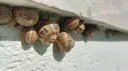 r/Snails banner