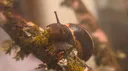 Snails banner