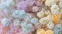 ♥  𝐿𝑜𝓋𝑒 𝓎𝓊²  ♥ banner