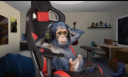 Elina's Monkeys Banner
