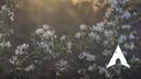 Arch Linux Community Banner