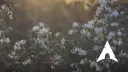 Arch Linux Community Discord server banner