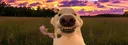 banner