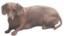 Anthony's Hell banner