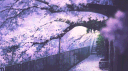 PANIFIKA banner