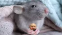 Rat Nest banner