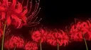 ᴍɪᴅɴɪɢʜᴛ ᴄᴏᴠᴇɴ banner